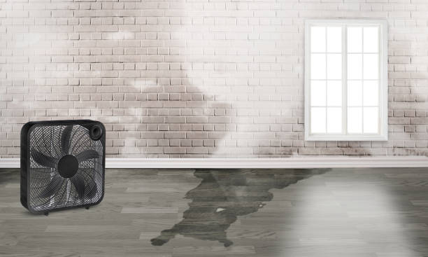 Best Basement water damage restoration  in Lennox, SD